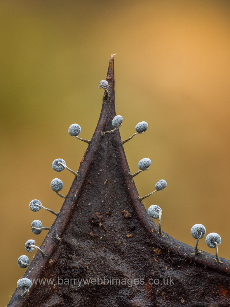 Photo by Barry Webb Physarum album by Barry Webb